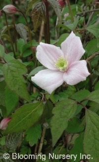 Clematis montana var. rubens